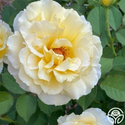 My Best Friend™ -HEIRLOOM ROSES Sales My best Friend 01