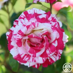 Neil Diamond -HEIRLOOM ROSES Sales Neil Diamond 11