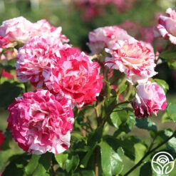 Neil Diamond -HEIRLOOM ROSES Sales Neil Diamond 12