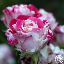 Neil Diamond -HEIRLOOM ROSES Sales Neil Diamond 13