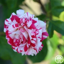 Neil Diamond -HEIRLOOM ROSES Sales Neil Diamond 14