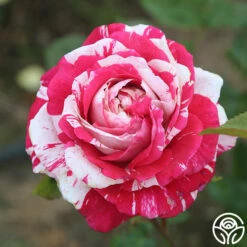Neil Diamond -HEIRLOOM ROSES Sales Neil Diamond 15