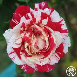 Neil Diamond -HEIRLOOM ROSES Sales Neil Diamond 18