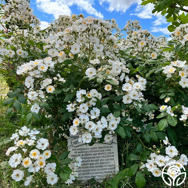 Never Forget Rose® 5 Never Forget Rose® - Image 3