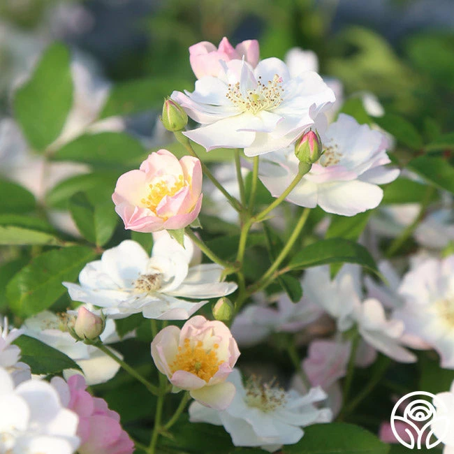 Never Forget Rose® 10 Never Forget Rose® - Image 8