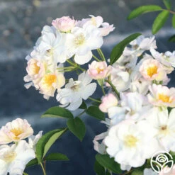 Never Forget Rose® 20 Never Forget Rose® -HEIRLOOM ROSES Sales Never Forget 12