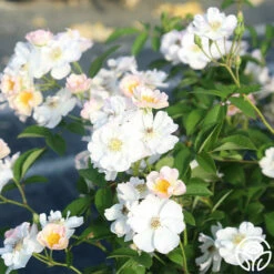 Never Forget Rose® 17 Never Forget Rose® -HEIRLOOM ROSES Sales Never Forget 13