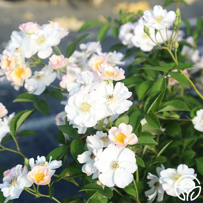 Never Forget Rose® 8 Never Forget Rose® - Image 6