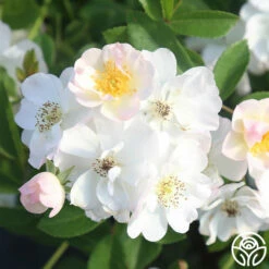 Never Forget Rose® 21 Never Forget Rose® -HEIRLOOM ROSES Sales Never Forget 18