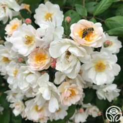 Never Forget Rose® 16 Never Forget Rose® -HEIRLOOM ROSES Sales Never Forget 2