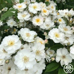 Never Forget Rose® 18 Never Forget Rose® -HEIRLOOM ROSES Sales Never Forget 6