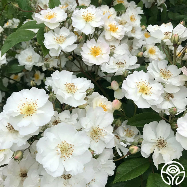 Never Forget Rose® 9 Never Forget Rose® - Image 7