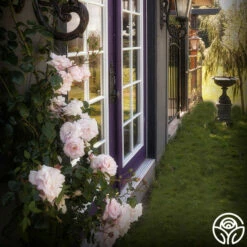 New Dawn™ -HEIRLOOM ROSES Sales New Dawn 102 a4aea1ab f5ec 482d 9117 d1f76b446269