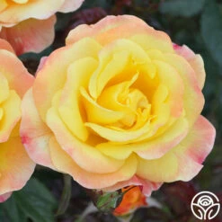 Night Light® -HEIRLOOM ROSES Sales Night Light 14