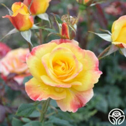 Night Light® -HEIRLOOM ROSES Sales Night Light 15