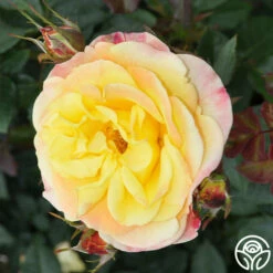 Night Light® -HEIRLOOM ROSES Sales Night Light 18