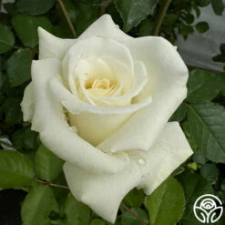 Nona -HEIRLOOM ROSES Sales Nona 3