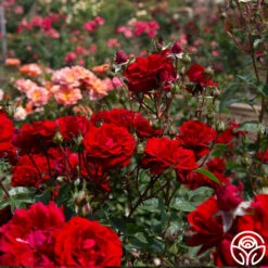 Oh My!™ 17 Oh My!™ -HEIRLOOM ROSES Sales Oh My 13