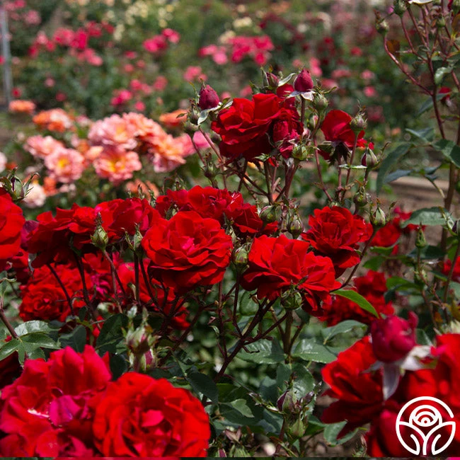 Oh My!™ 10 Oh My!™ - Image 8