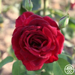 Oklahoma 21 Oklahoma -HEIRLOOM ROSES Sales Oklahoma 11