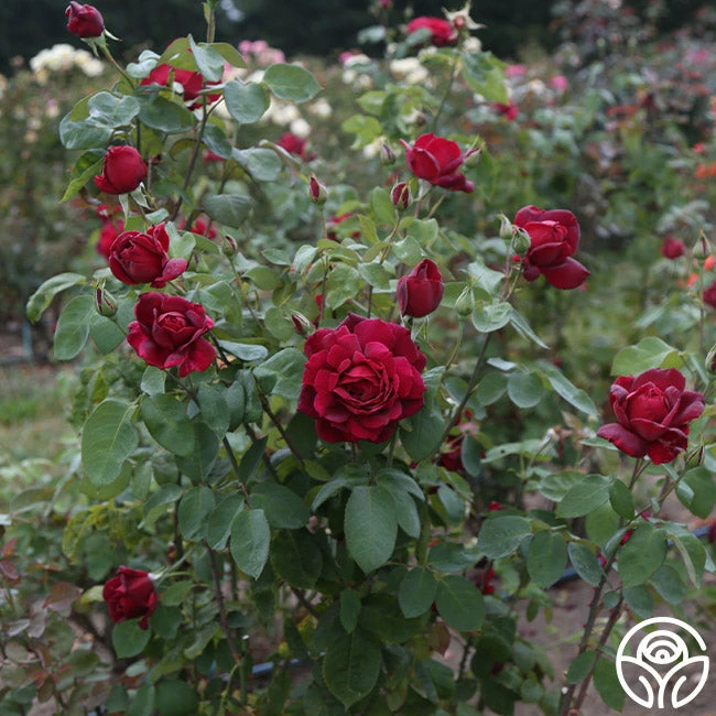 Oklahoma 4 Oklahoma - Image 2