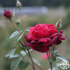 Oklahoma 19 Oklahoma -HEIRLOOM ROSES Sales Oklahoma 19