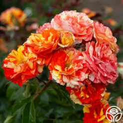 Oranges 'n' Lemons -HEIRLOOM ROSES Sales Oranges N Lemons 15