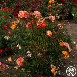 Oranges 'n' Lemons -HEIRLOOM ROSES Sales Oranges N Lemons 16