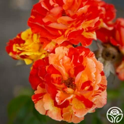 Oranges 'n' Lemons -HEIRLOOM ROSES Sales Oranges N Lemons 18