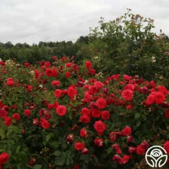 Out Of Rosenheim™ -HEIRLOOM ROSES Sales Out Of Rosenheim 11