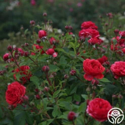 Out Of Rosenheim™ -HEIRLOOM ROSES Sales Out Of Rosenheim 12