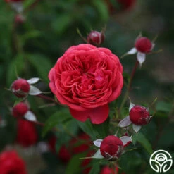 Out Of Rosenheim™ -HEIRLOOM ROSES Sales Out Of Rosenheim 14