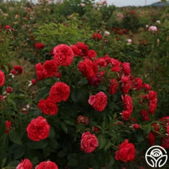 Out Of Rosenheim™ -HEIRLOOM ROSES Sales Out Of Rosenheim 15
