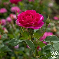 Outta The Blue -HEIRLOOM ROSES Sales Outta The Blue 12