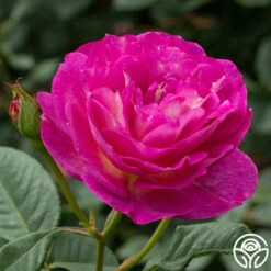 Outta The Blue -HEIRLOOM ROSES Sales Outta The Blue 13