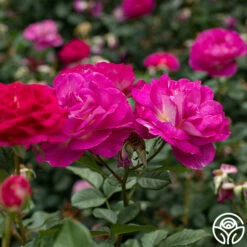 Outta The Blue -HEIRLOOM ROSES Sales Outta The Blue 14