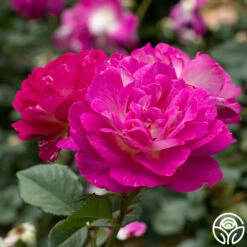 Outta The Blue -HEIRLOOM ROSES Sales Outta The Blue 15