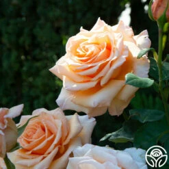 Over The Moon™ -HEIRLOOM ROSES Sales Over The Moon 14