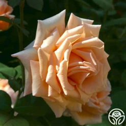 Over The Moon™ -HEIRLOOM ROSES Sales Over The Moon 15