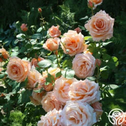 Over The Moon™ -HEIRLOOM ROSES Sales Over The mon 17