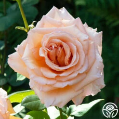 Over The Moon™ -HEIRLOOM ROSES Sales Over the Moon 13