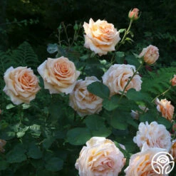 Over The Moon™ -HEIRLOOM ROSES Sales Over the Moon 16