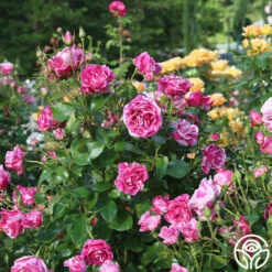 Parade Day™ 14 Parade Day™ -HEIRLOOM ROSES Sales Parade Day 11