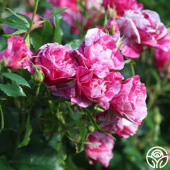 Parade Day™ 20 Parade Day™ -HEIRLOOM ROSES Sales Parade Day 12