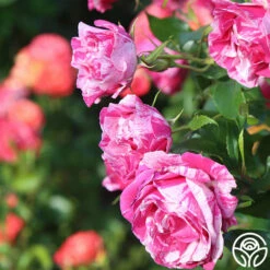 Parade Day™ 18 Parade Day™ -HEIRLOOM ROSES Sales Parade Day 14