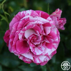 Parade Day™ 15 Parade Day™ -HEIRLOOM ROSES Sales Parade Day 15