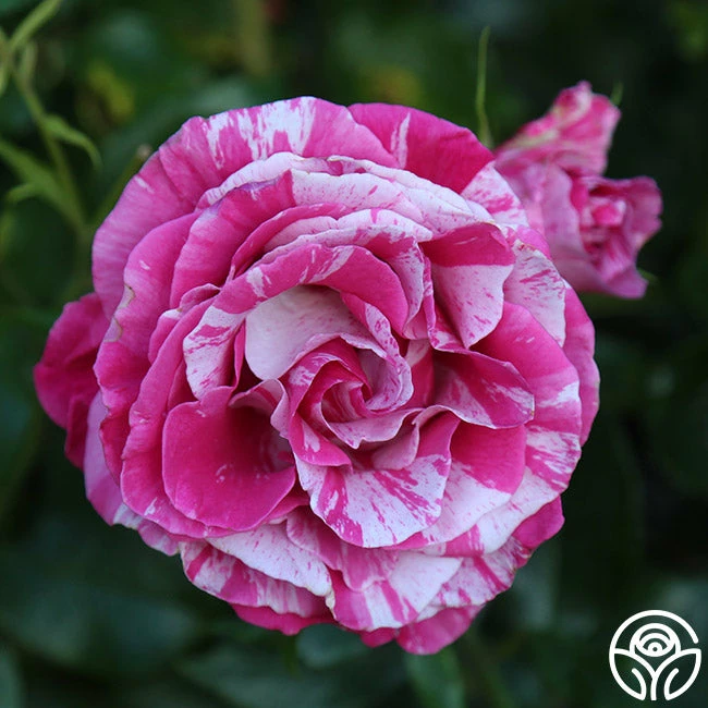 Parade Day™ 6 Parade Day™ - Image 4