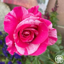 Parade Day™ 16 Parade Day™ -HEIRLOOM ROSES Sales Parade Day 034