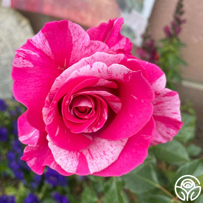 Parade Day™ 7 Parade Day™ - Image 5