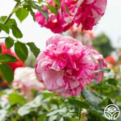 Parade Day™ 17 Parade Day™ -HEIRLOOM ROSES Sales Parade Day 029